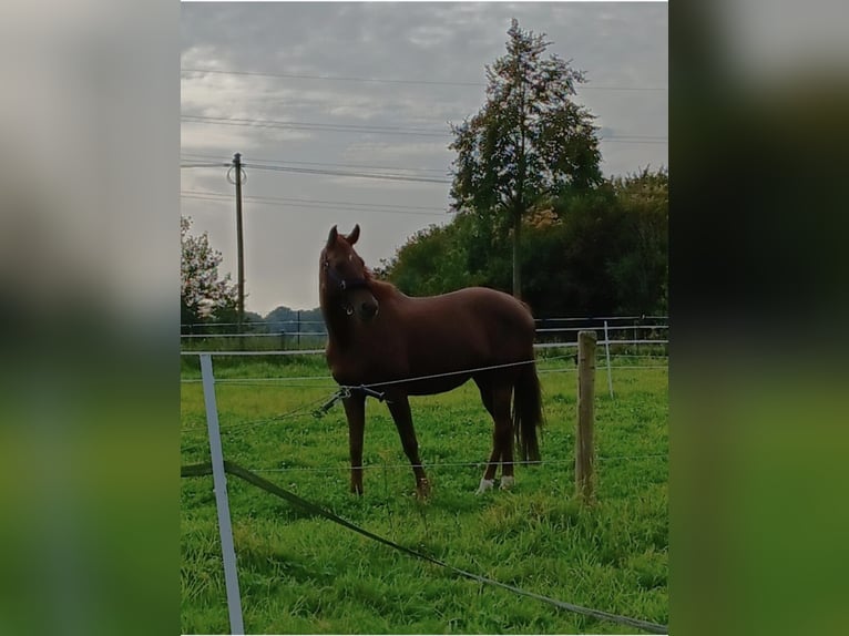 Rheinländer Giumenta 14 Anni 168 cm Sauro in Uedem