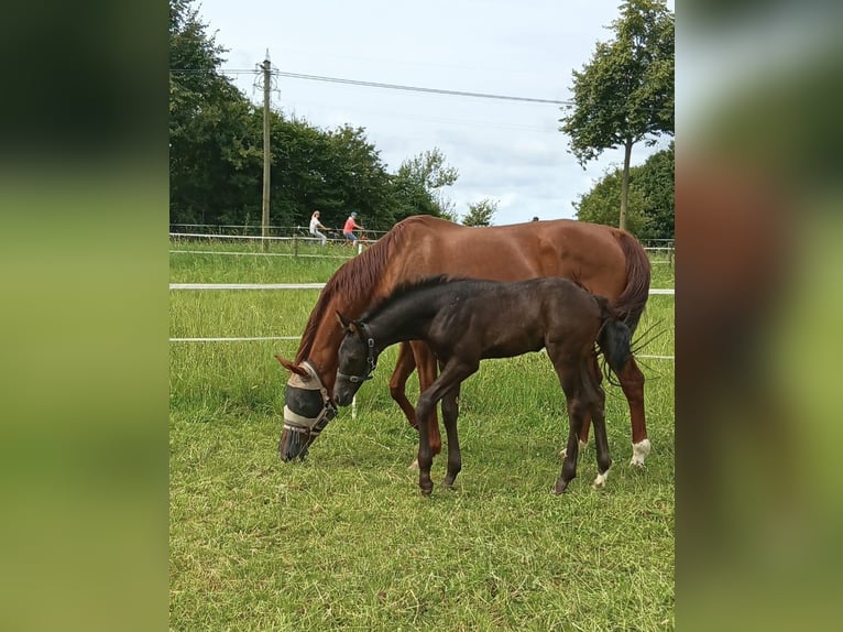 Rheinländer Giumenta 14 Anni 168 cm Sauro in Uedem