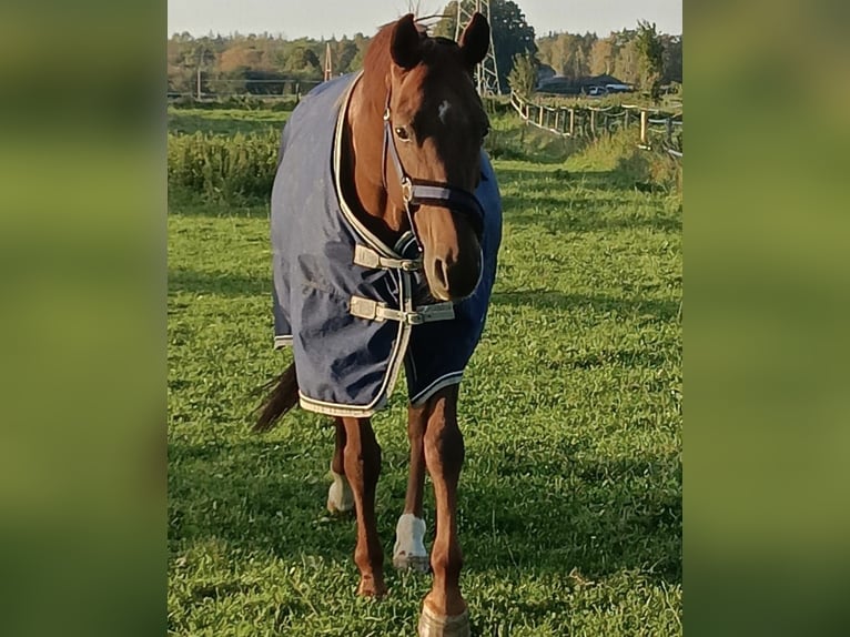 Rheinländer Giumenta 14 Anni 168 cm Sauro in Uedem