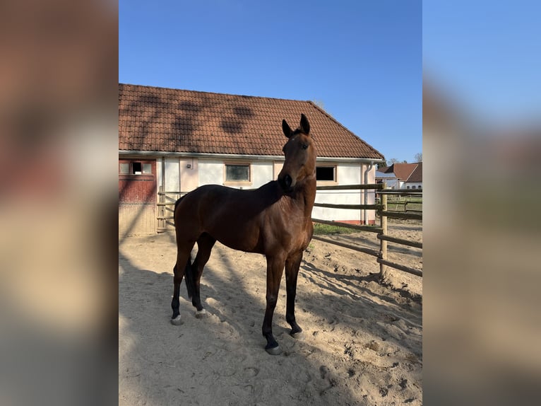Rheinländer Giumenta 14 Anni 170 cm Baio in Köln