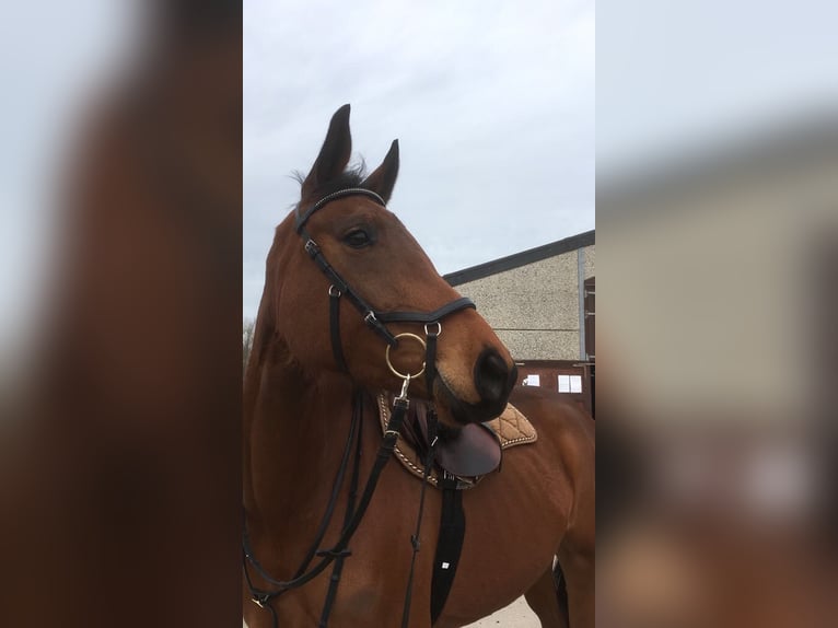 Rheinländer Giumenta 14 Anni 170 cm Baio in Köln