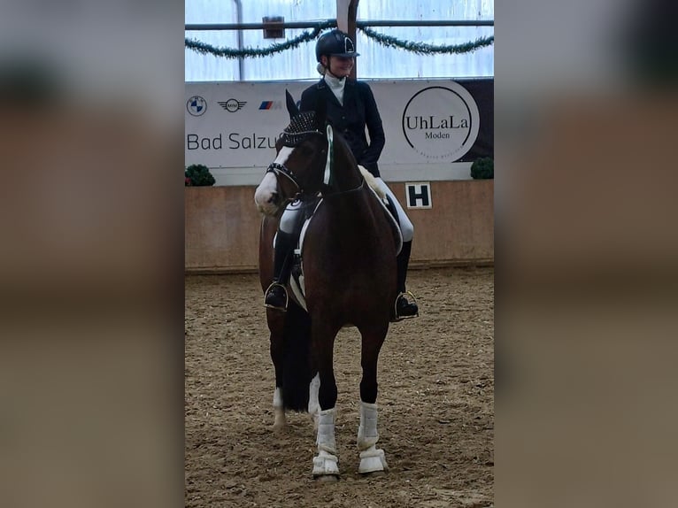 Rheinländer Giumenta 14 Anni 170 cm Baio scuro in Verl