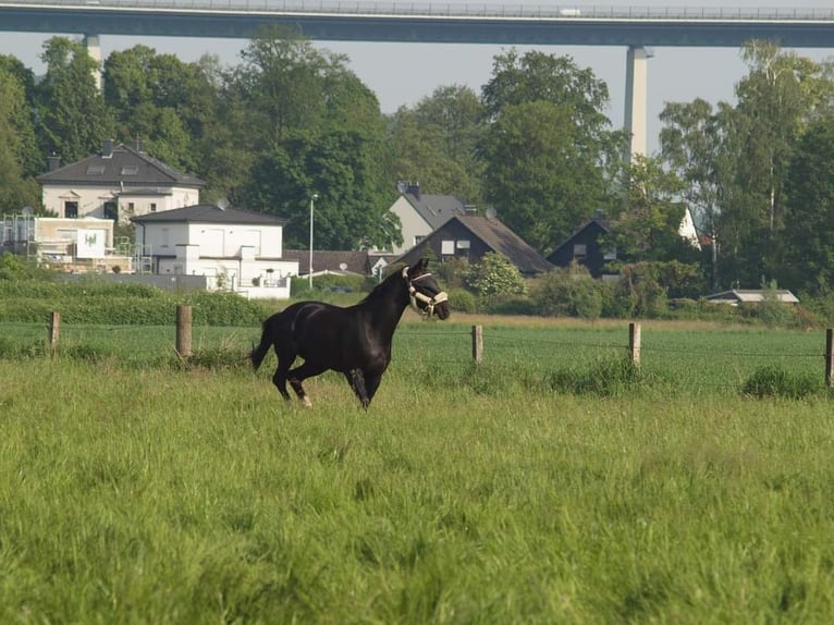 Rheinländer Giumenta 14 Anni 172 cm Baio scuro in Essen