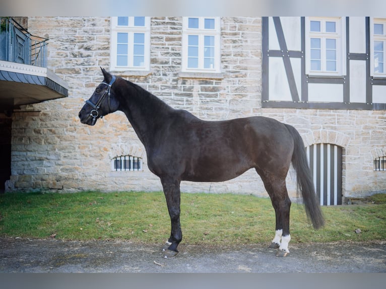Rheinländer Giumenta 14 Anni 172 cm Morello in Eslohe