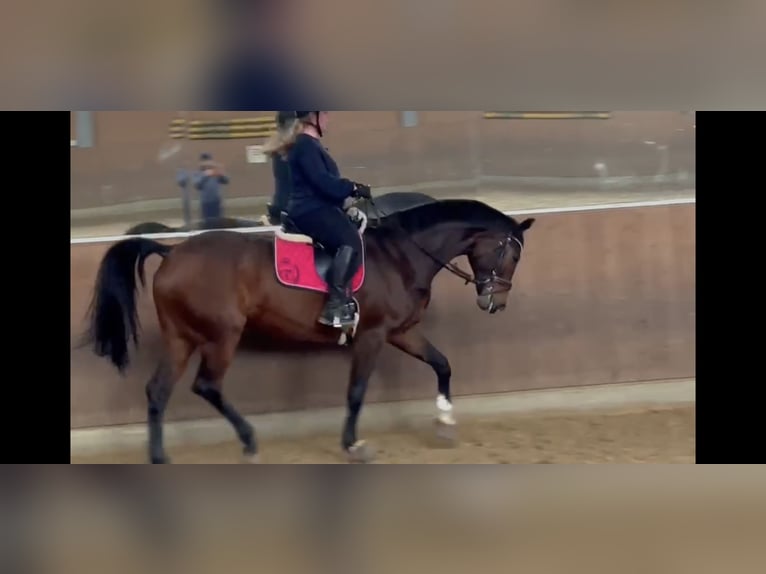 Rheinländer Giumenta 14 Anni 174 cm Baio in Essen