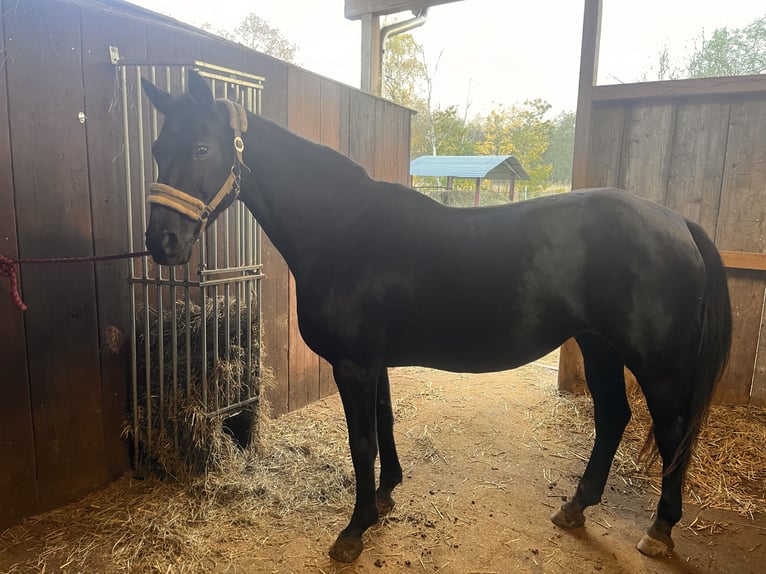 Rheinländer Giumenta 15 Anni 155 cm Morello in Sinzheim