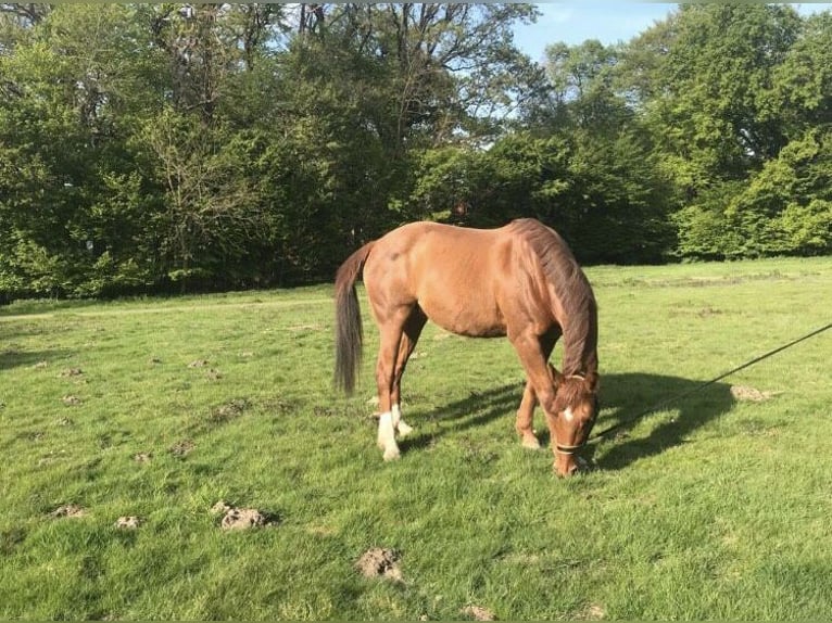 Rheinländer Giumenta 15 Anni 155 cm Sauro in Braunschweig