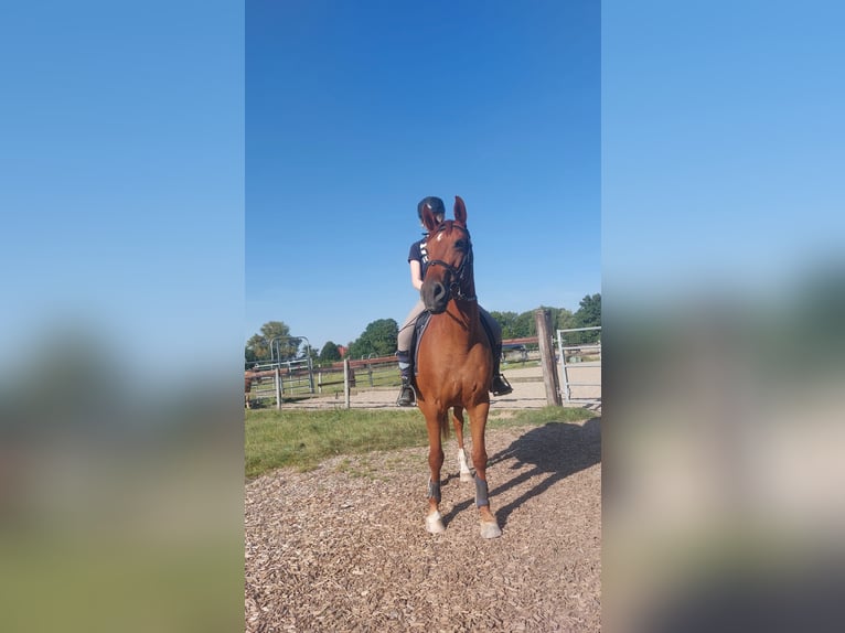 Rheinländer Giumenta 15 Anni 155 cm Sauro in Braunschweig