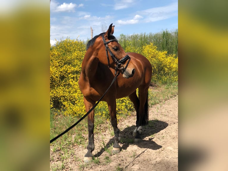 Rheinländer Giumenta 15 Anni 163 cm Baio in Walldorf