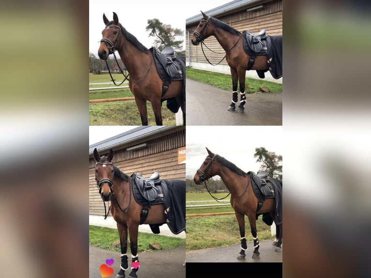 Rheinländer Giumenta 15 Anni 163 cm Baio in Walldorf