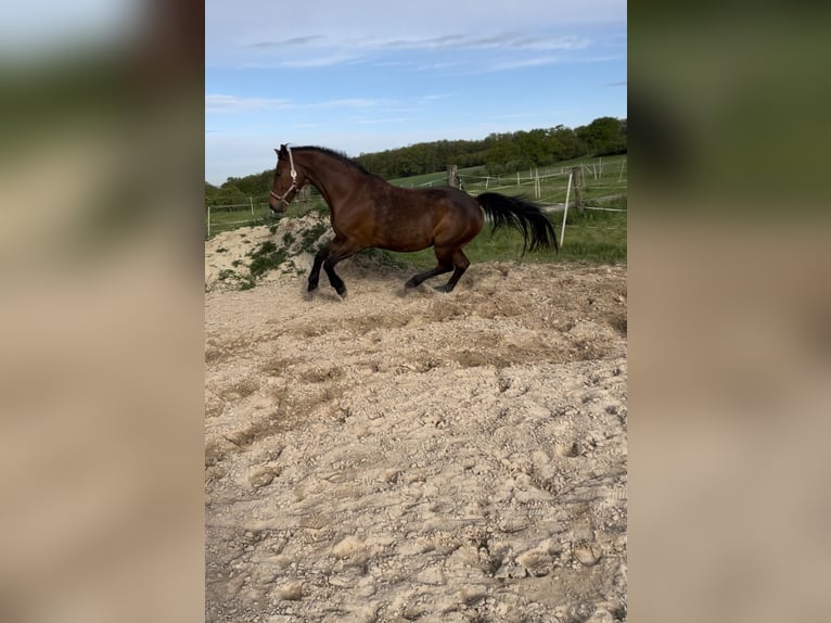 Rheinländer Giumenta 15 Anni 164 cm Baio in Lahnau