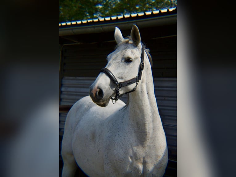 Rheinländer Giumenta 15 Anni 165 cm Grigio in Dreschvitz