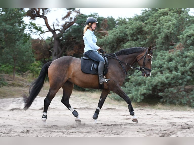 Rheinländer Giumenta 15 Anni 167 cm Baio scuro in Soest