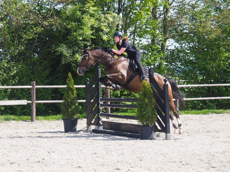 Rheinländer Giumenta 15 Anni 167 cm Baio scuro in Soest