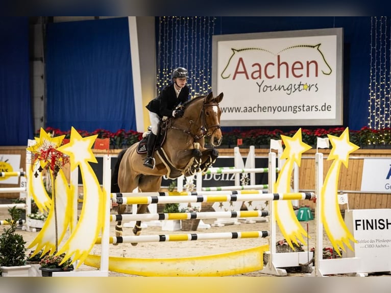 Rheinländer Giumenta 15 Anni 172 cm Baio in Kevelaer
