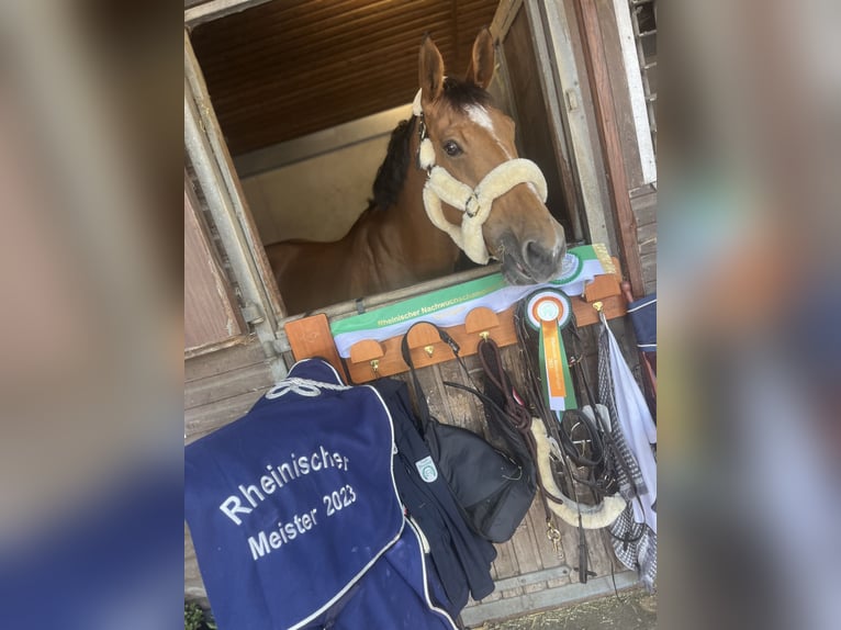 Rheinländer Giumenta 15 Anni 172 cm Baio in Kevelaer