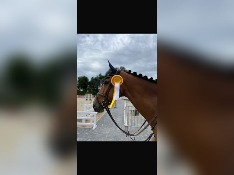 Rheinländer Giumenta 15 Anni 172 cm Baio in Kevelaer