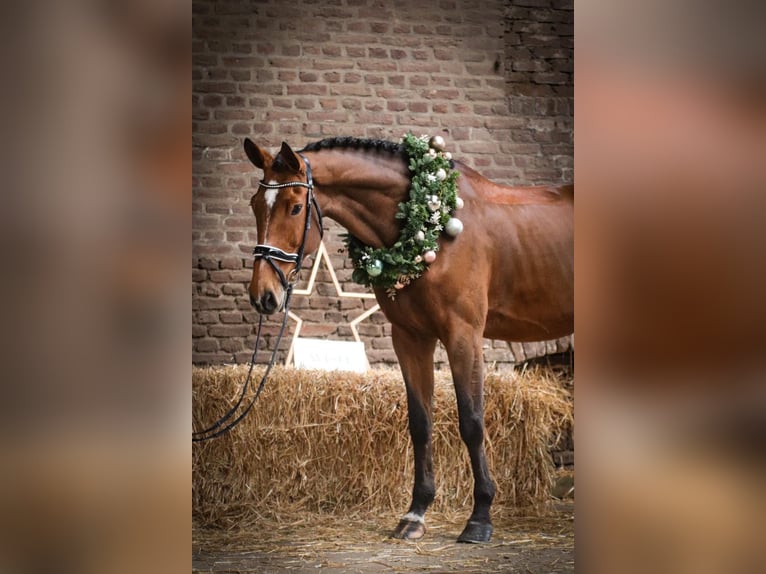 Rheinländer Giumenta 15 Anni 172 cm Baio in Kevelaer