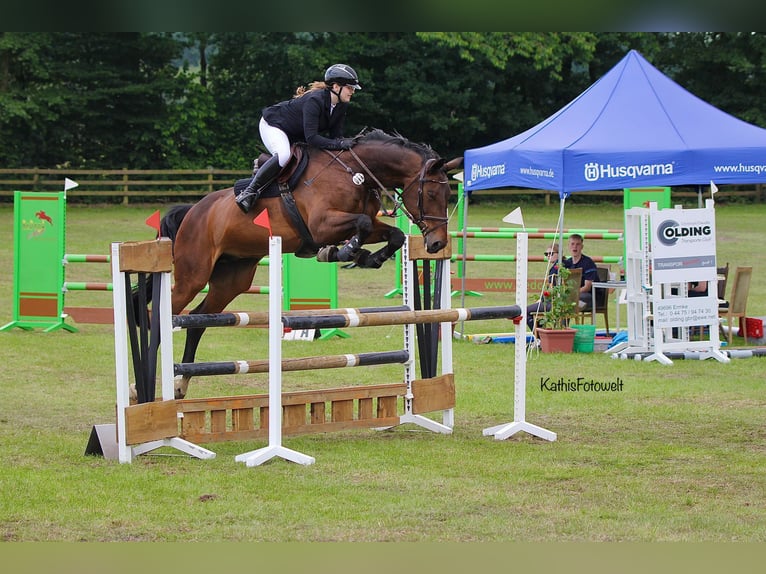 Rheinländer Giumenta 15 Anni 174 cm Baio scuro in Lastrup