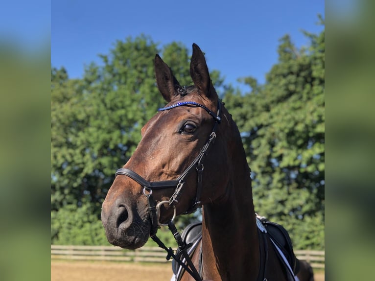 Rheinländer Giumenta 15 Anni 174 cm Baio scuro in Lastrup