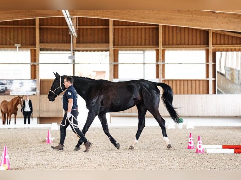 Rheinländer Giumenta 15 Anni 176 cm Baio nero in Pellingen