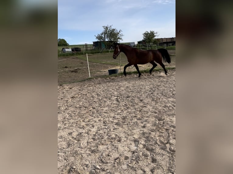 Rheinländer Giumenta 16 Anni 164 cm Baio in Lahnau