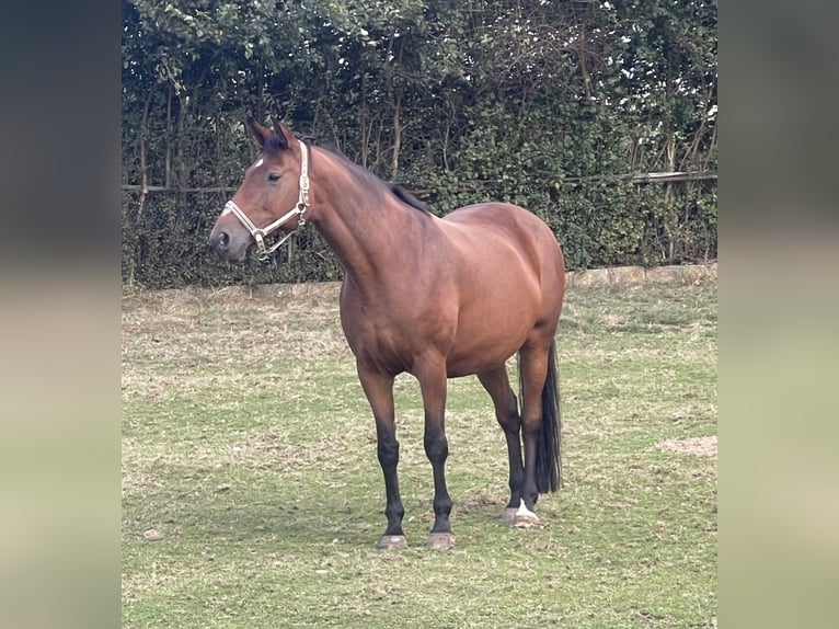 Rheinländer Giumenta 16 Anni 167 cm Baio in Willich