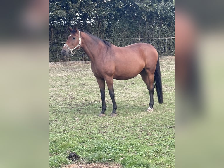 Rheinländer Giumenta 16 Anni 167 cm Baio in Willich