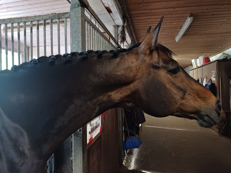 Rheinländer Giumenta 16 Anni 167 cm Baio in Bamberg