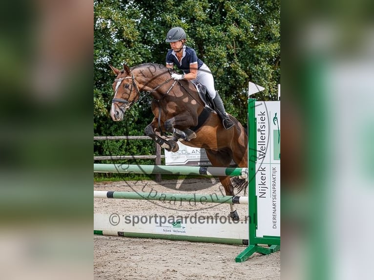 Rheinländer Giumenta 16 Anni 167 cm Baio scuro in Soest