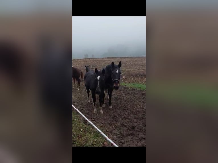 Rheinländer Giumenta 16 Anni 168 cm Baio in Freudenberg