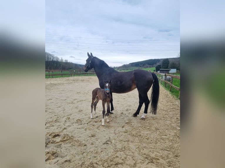 Rheinländer Giumenta 16 Anni 168 cm Baio in Freudenberg