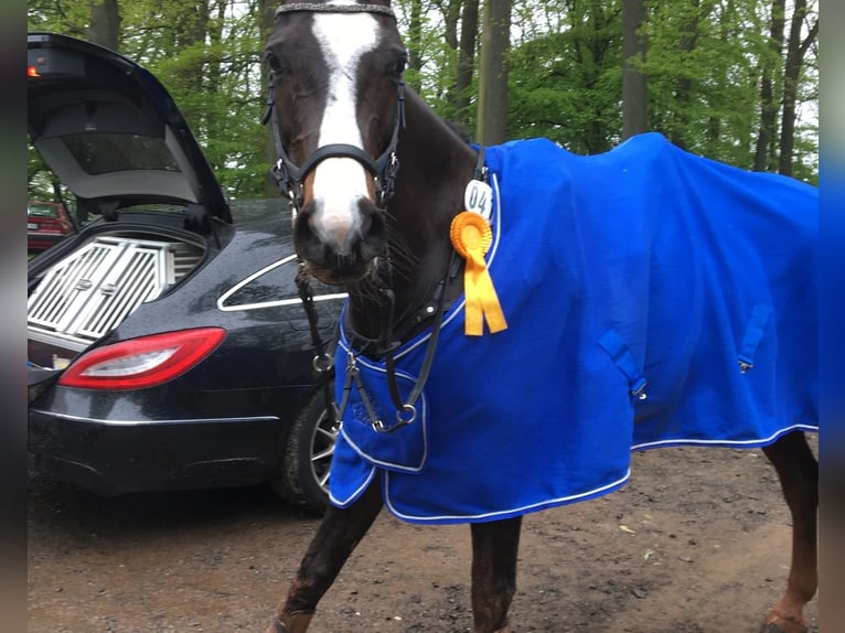 Rheinländer Giumenta 16 Anni 168 cm Baio scuro in Zweibrücken