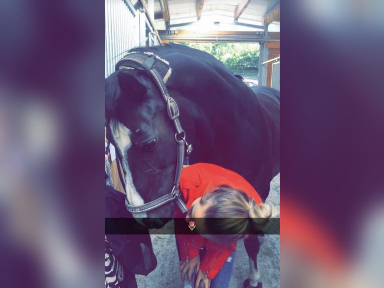 Rheinländer Giumenta 16 Anni 168 cm Baio scuro in Zweibrücken