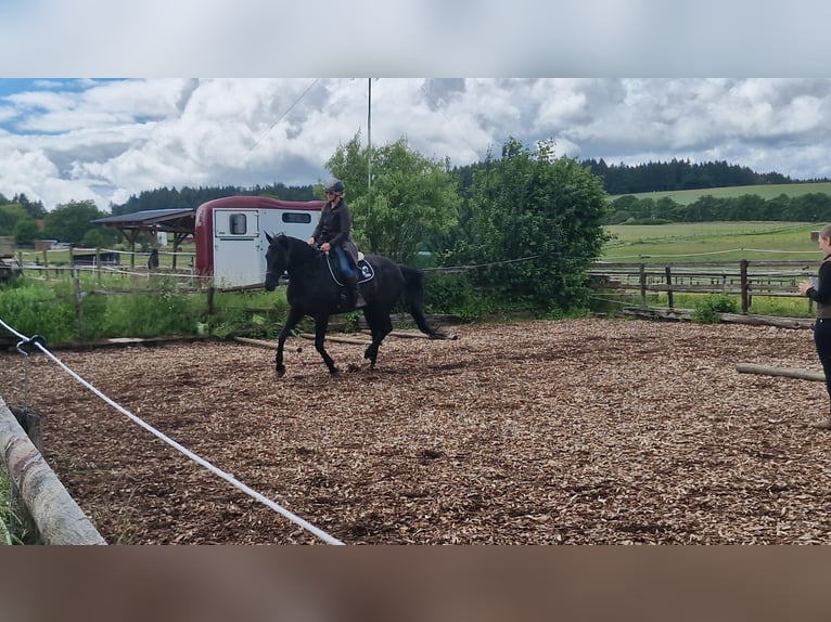 Rheinländer Giumenta 16 Anni 169 cm Morello in Üxheim