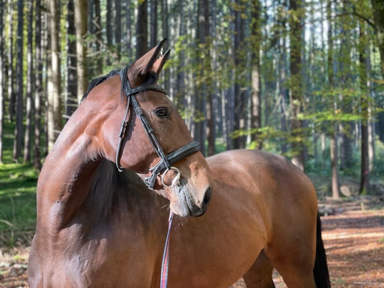 Rheinländer Giumenta 16 Anni 170 cm Baio in Aying