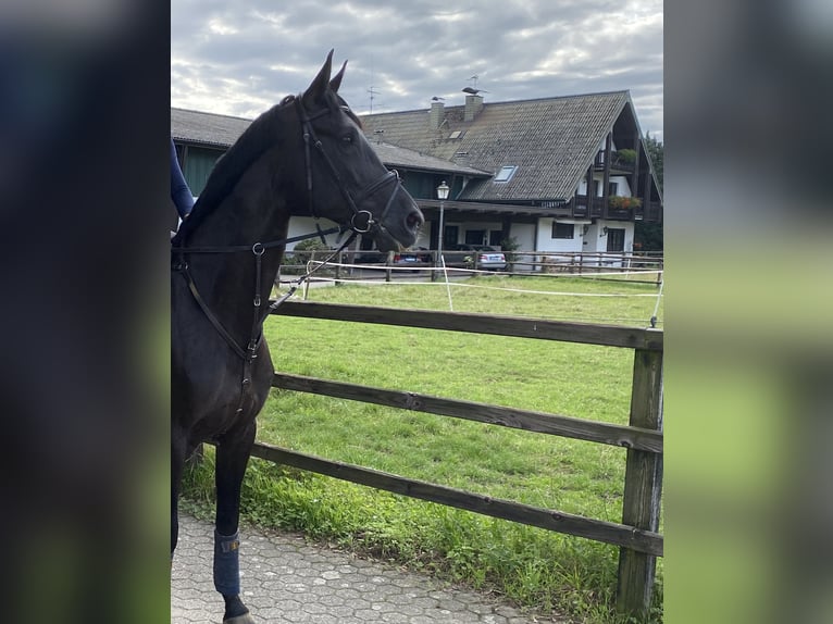 Rheinländer Giumenta 16 Anni 170 cm Baio nero in Pulheim