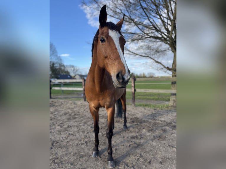 Rheinländer Giumenta 16 Anni 171 cm Baio in Krefeld