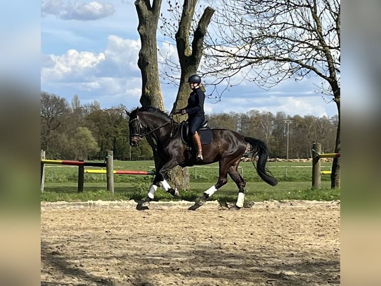 Rheinländer Giumenta 16 Anni 172 cm Baio in Rheurdt