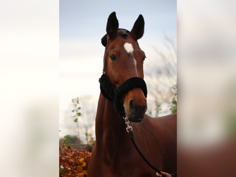 Rheinländer Giumenta 16 Anni 172 cm Baio in Issum