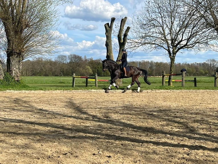 Rheinländer Giumenta 16 Anni 175 cm Baio scuro in Rheurdt