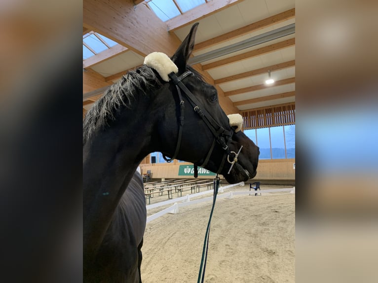 Rheinländer Giumenta 16 Anni 180 cm Morello in Eppenstein