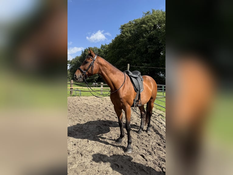 Rheinländer Giumenta 17 Anni 165 cm Baio in Waltrop