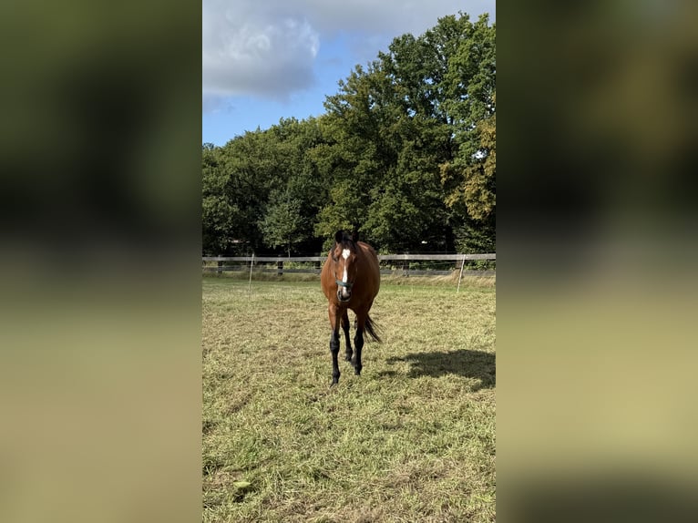 Rheinländer Giumenta 17 Anni 165 cm Baio in Waltrop
