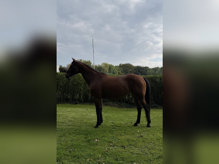 Rheinländer Giumenta 17 Anni 165 cm Baio in Waltrop