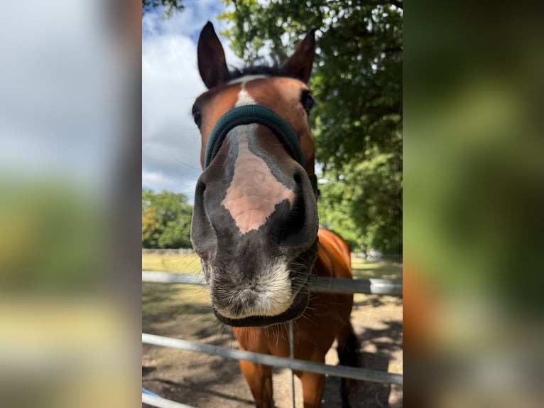 Rheinländer Giumenta 17 Anni 165 cm Baio in Waltrop
