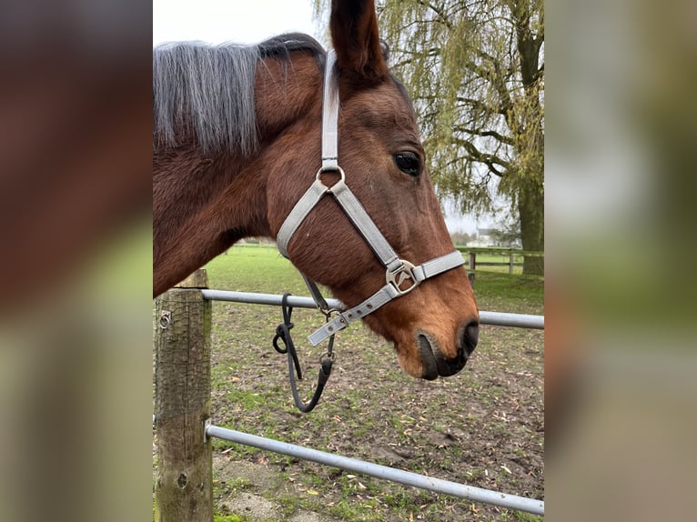 Rheinländer Giumenta 17 Anni 166 cm Baio in Kranenburg