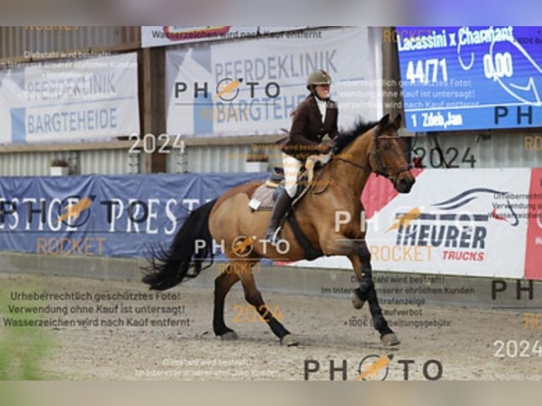 Rheinländer Giumenta 17 Anni 168 cm Baio in Kisdorf
