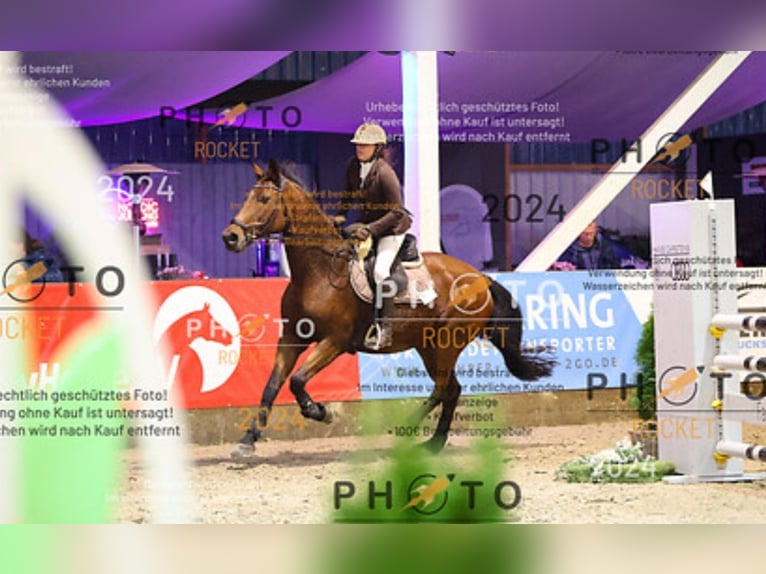 Rheinländer Giumenta 17 Anni 168 cm Baio in Kisdorf