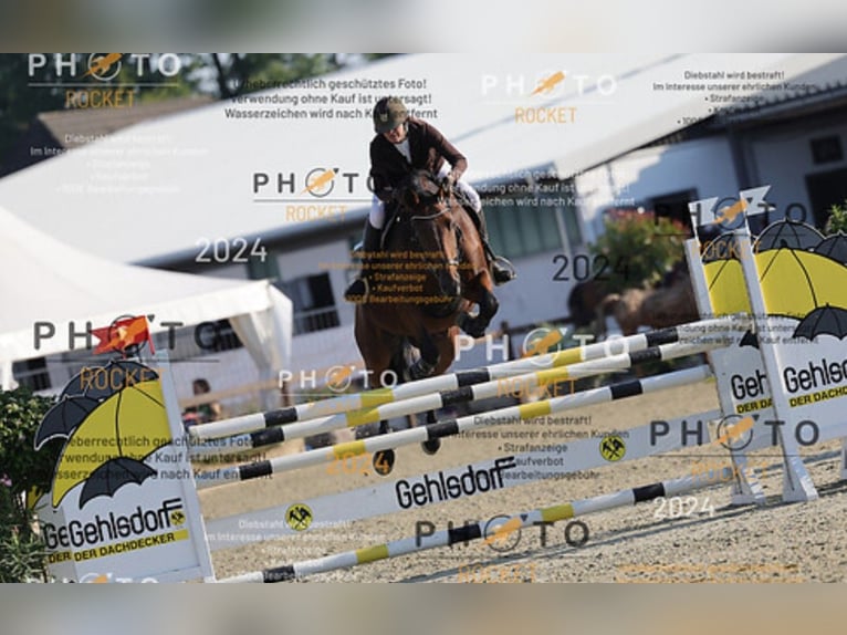 Rheinländer Giumenta 17 Anni 168 cm Baio in Kisdorf